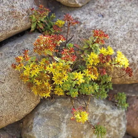 Tatil Evi Lotsenstieg 11 *